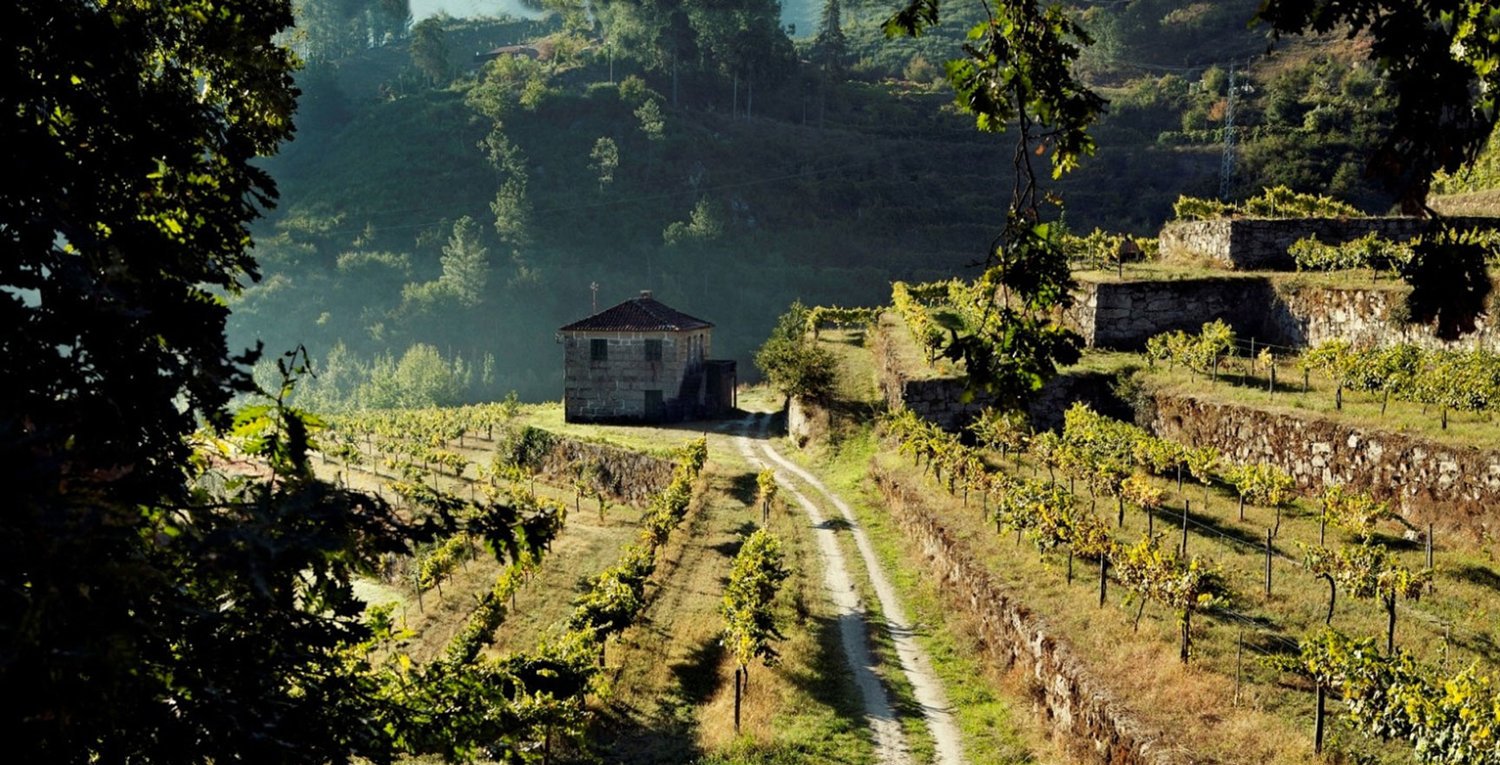 calcada-vineyards